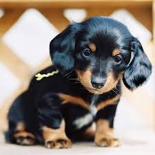 He's one of five puppies. Dachshund Puppies Ohio