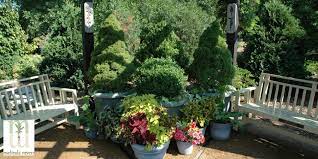 How To Plant Trees And Shrubs In Containers