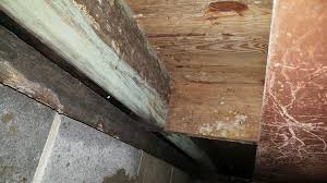 crawl e mold removal in knoxville