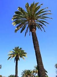 All Types Of Palm Trees