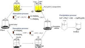 phosphorus from source separated urine