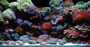 Aquarium Set Up Step By Step Guide To Creating A Reef Aquarium
