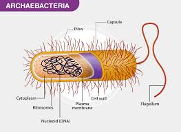Archaebacteria