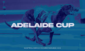 adelaide cup greyhounds betting 2023