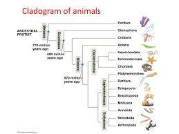A cladogram is a diagram used to represent a hypothetical relationship between groups of animals, called a phylogeny.a cladogram is used by a scientist studying phylogenetic systematics to visualize. Cladogram Of Animals Ppt Download