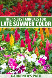 Best Annuals For Late Summer Color