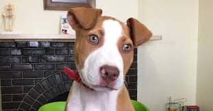 Find staffordshire bull terrier ads in our dogs & puppies category. Staffy Cross Dogs Choosing A Rescue Dog Walkerville Vet