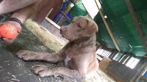Find chesapeake bay retrievers for sale in toronto, ontario on oodle classifieds. Chesapeake Bay Retrievers For Sale Dogs Puppies For Rehoming Sault Ste Marie Ohmy