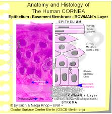 The Cornea Ocular Surface Center Berlin