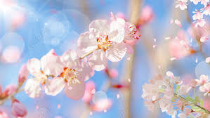 background bunga sakura romantis gambar