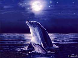 Amazing Dolphin Wallpapers - Top Free ...