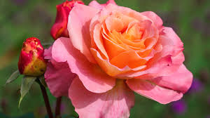 14 brightly colored roses to grow this