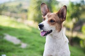 Side Effects Of Zyrtec For Dogs Canna Pet
