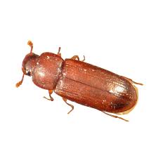 red flour beetle insects limited