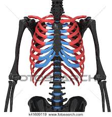 Ribs 11 and 12 do not have necks or tubercles and the anterior tips of their bodies lack an articular surface. 3d Illustration Of Human Body Ribs Cage Anatomy Stock Photo K41699119 Fotosearch