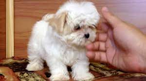 Or maybe a maltese crossed with a shih tzu is not a typical small dog. Maltese Shih Tzu You Need To Meet This Charming Lapdog K9 Web