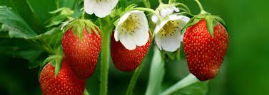 how-many-strawberries-do-you-get-per-plant