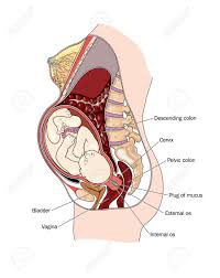 Something obstructs the passage of the egg to the uterus and this leads the fetus to develop somewhere else, which was the case for lebo. Drawing To Show Pregnant Woman With Cross Section Through The Royalty Free Cliparts Vectors And Stock Illustration Image 30686517