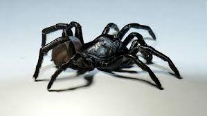 new spider species identified in the