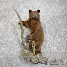 Cinnamon Black Bear Cub Life Size Mount