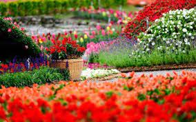 flowers garden colorful depth of