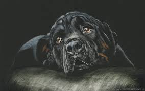 hd png black breed dog rottweiler