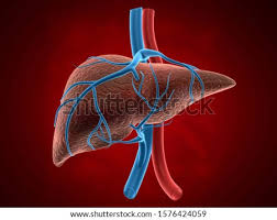 Liver diagram with labels and real human liver images also posted here. Shutterstock Puzzlepix