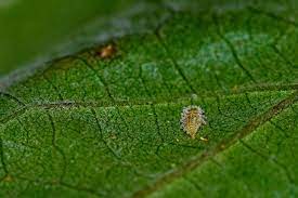 identifying plant pests and diseases