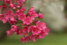 Small trees less than 30'. Best Flowering Crabapples For New England
