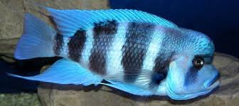 Cyphotilapia Frontosa Blue Zaire Moba Freshwater Fish