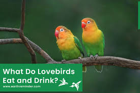 what do lovebirds eat and drink in