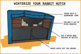 Rabbits In Winter How To Keep Your