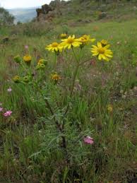 Senecio siculus - All.