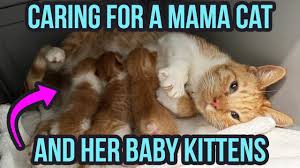 how to care for a mama cat kittens 3