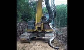 Clip: Công nhân dùng máy xúc bắt trăn anaconda khổng lồ