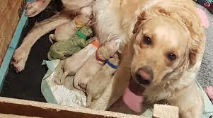 Screened to meet the highest standards. Golden Retriever Gives Birth To Green Puppy Why Are Some Dogs Born Green