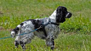 er spaniel tail complete guide