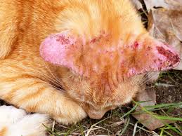ringworm in cats cat world