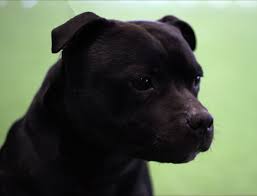 Are staffordshire bull terriers good guard dogs? Wooloostaff Staffordshire Bull Terrier Breeder Vic