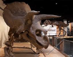 Los dinosaurios son un grupo extinto de reptiles, conocido tan sólo a través de restos fósiles. Como Fueron Los Ultimos Dias De Los Dinosaurios Voice Of America Spanish