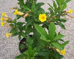 It produces bright red or yellowish flower 122 spikes. Allamanda Bush Florida Nursery Mart