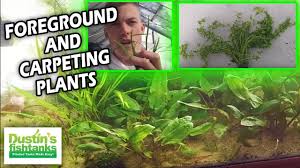 grow foreground carpeting plants
