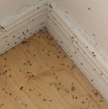 Thousands of these in bathroom and bedroom. Here S Why Clusters Of These Tiny Bugs Are All Around Tucson Right Now Local News Tucson Com