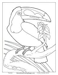 Realistic tropical bird coloring pages. Realistic Bird Coloring Pages Coloring Home