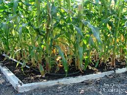 How To Plant Corn Weed Free Really