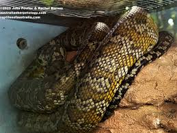 northwestern carpet python morelia