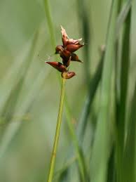 Carex dioica - Wikipedia