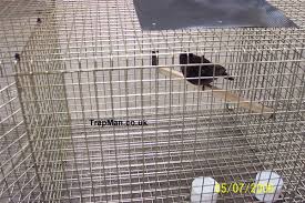 trapman com crow trap side entry crow