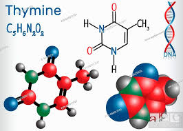 thymine thy pyrimidine nucleobase