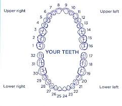 Illustration Of Tooth Numbers Left To Right Dental Teeth